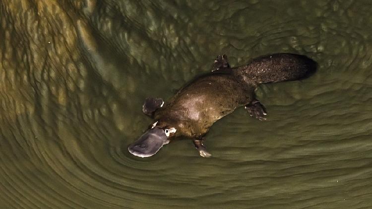 Platypus heads for extinction in Australia due to worsening ecosystem ...