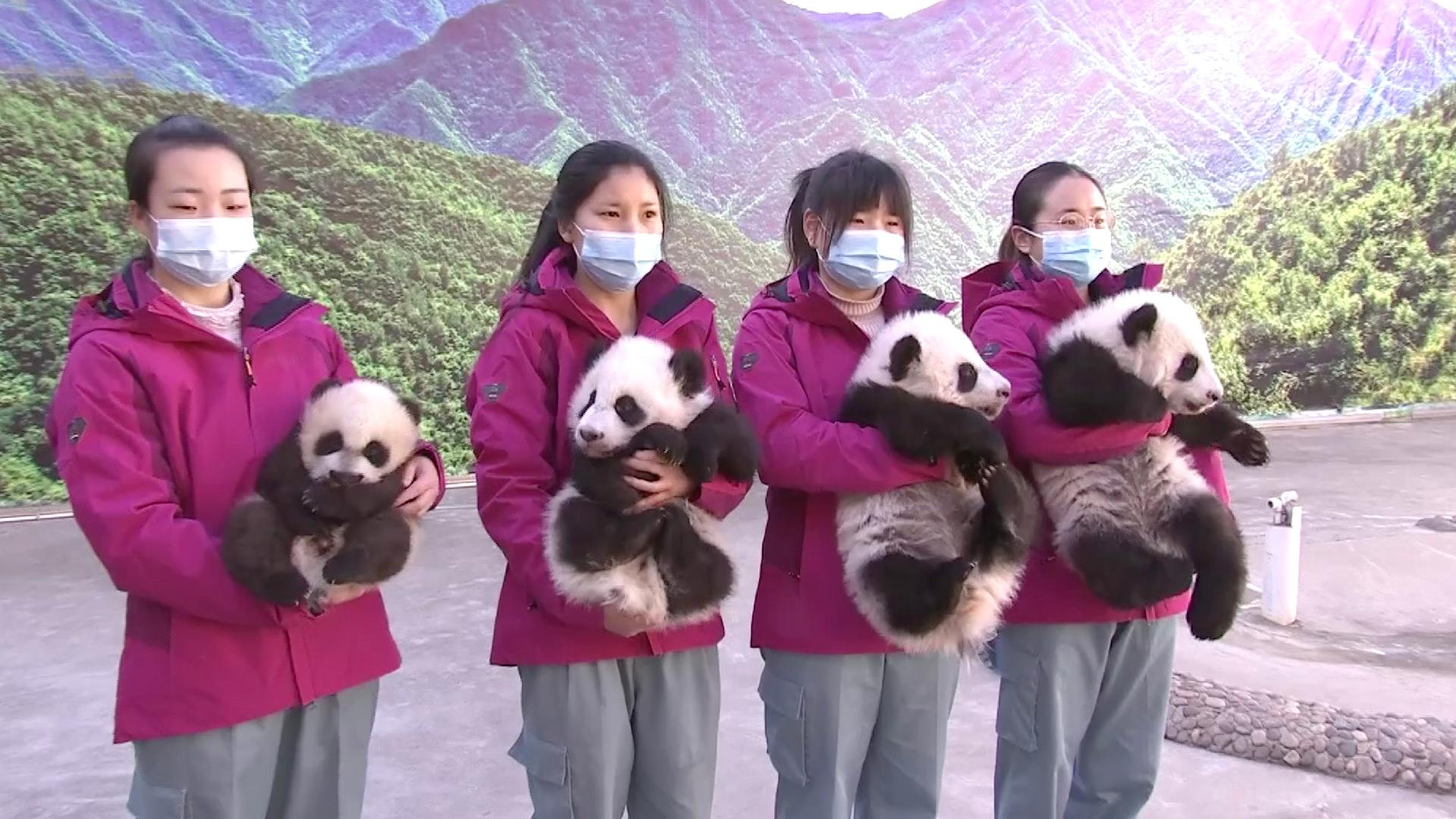 Public Invited To Name Four Panda Cubs In China's Shaanxi - Cgtn