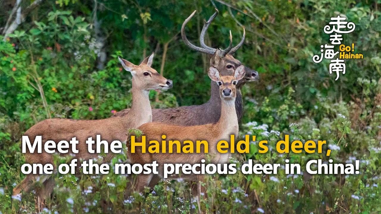 Meet Hainan Eld's deer, one of the rarest deer species in China CGTN