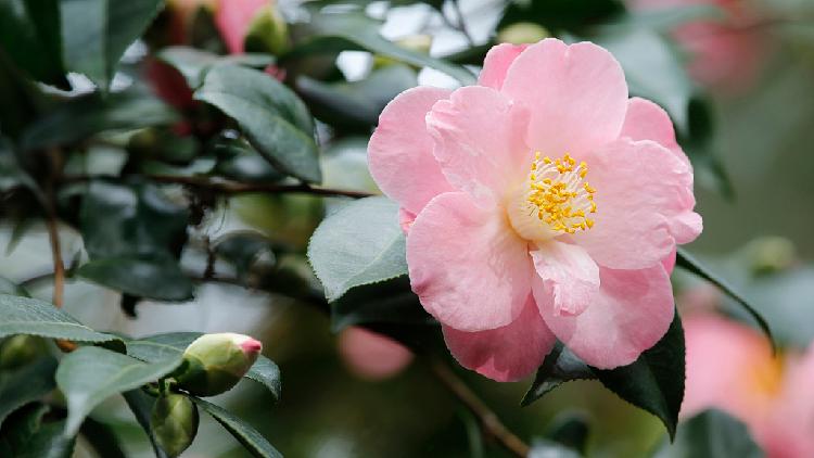 Camellias blooming for Chinese New Year in central China - CGTN