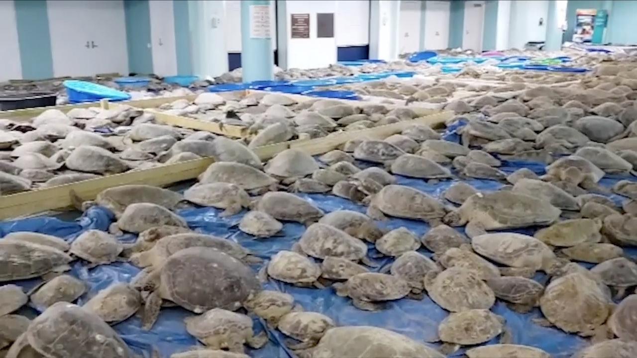 Texas residents rescue thousands of coldstunned sea turtles CGTN(02)