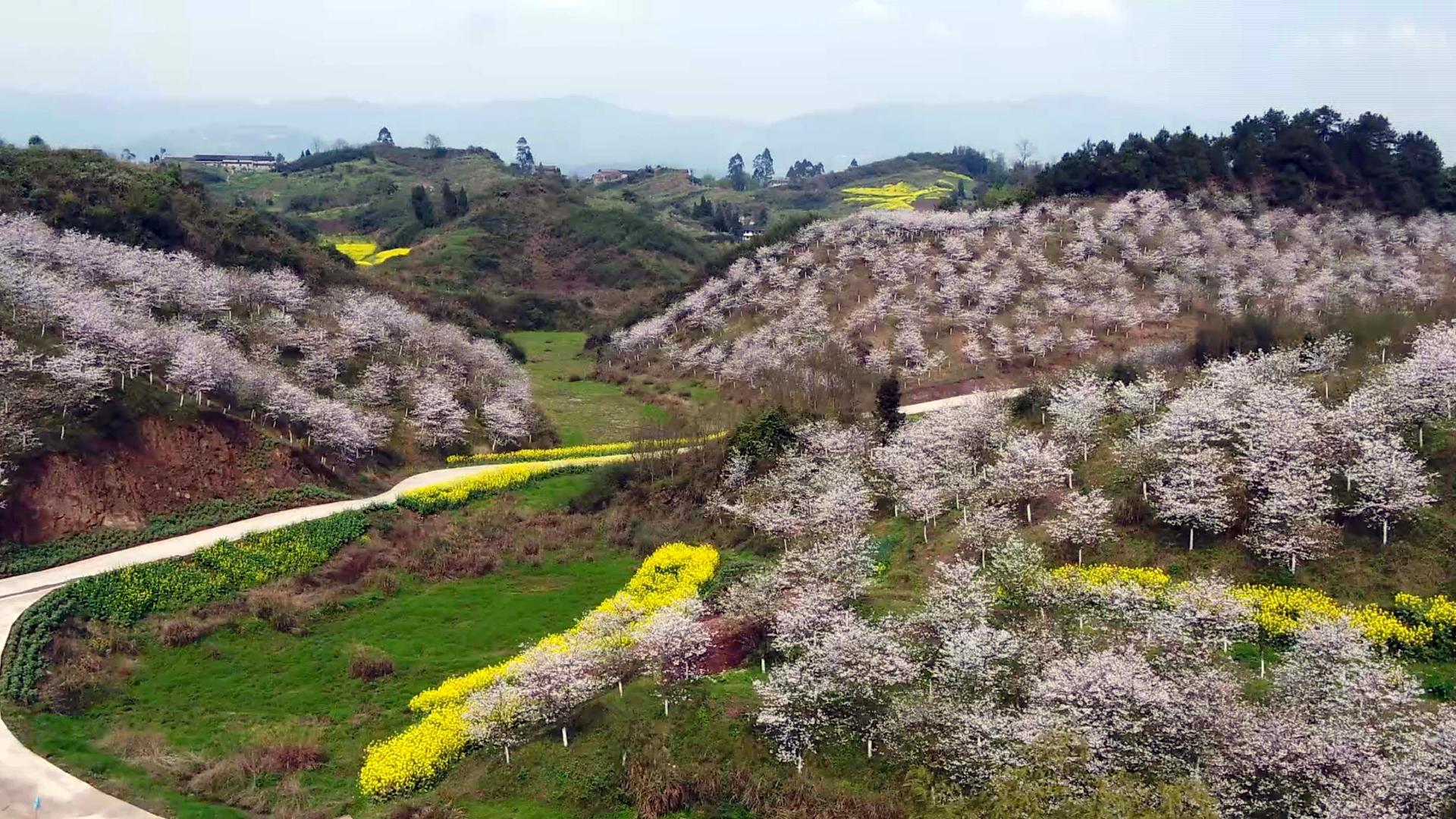 Flowers in full bloom in southwest China's Guang'an City - CGTN