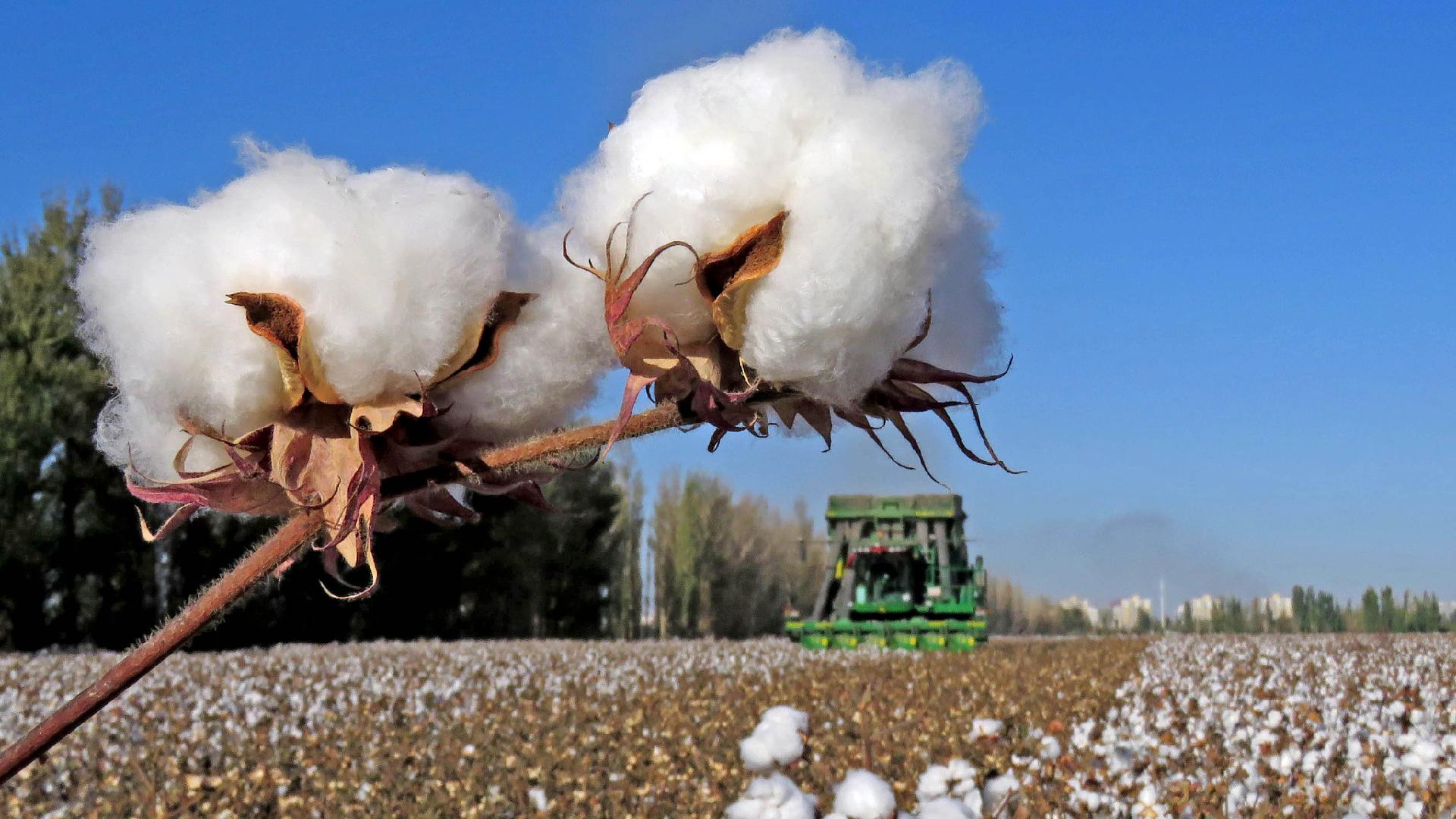 H&M, Nike face backlash in China after Xinjiang cotton ban CGTN