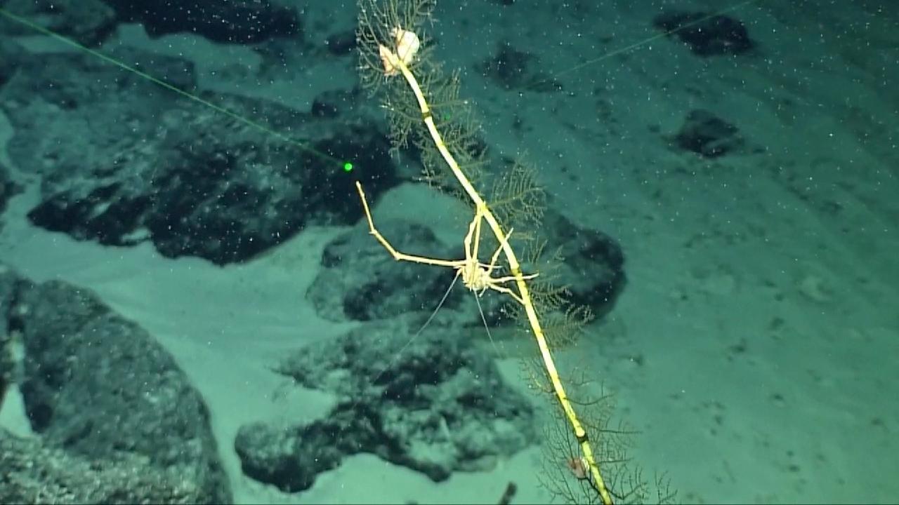 New lobster species found in deep ocean trenches - CGTN