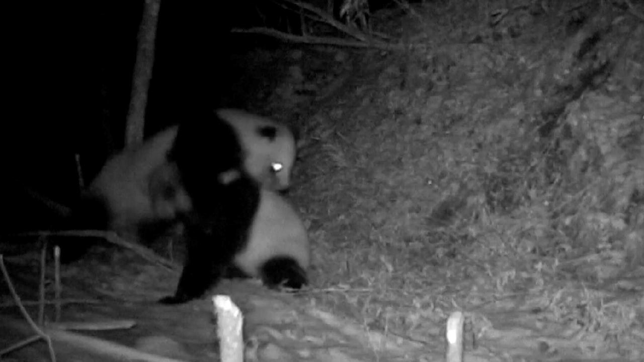 Fierce duel between two male pandas in the wild - CGTN