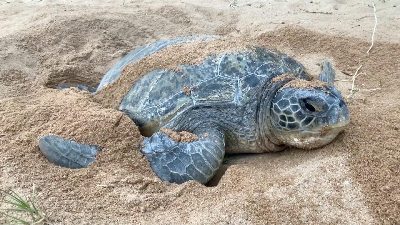 Efforts to protect endangered 'living fossil' ramped up in Guangdong - CGTN