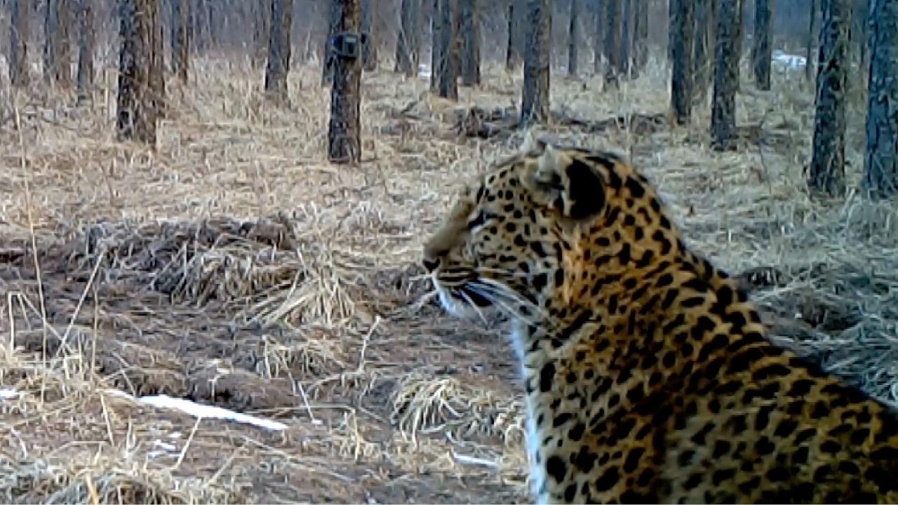 First Wild North Chinese Leopards Discovered In Ningxia Cgtn 9584