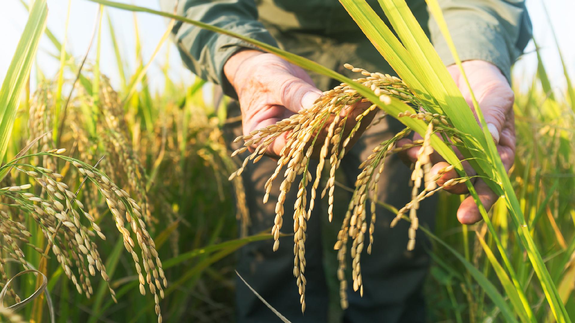 How Hybrid Rice Has Helped Food Security In Africa - CGTN