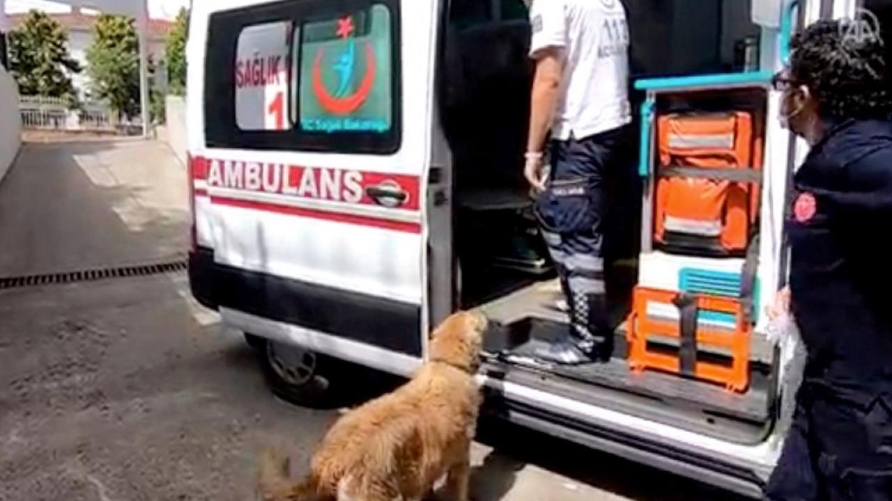 Devoted dog runs after ambulance with owner inside CGTN