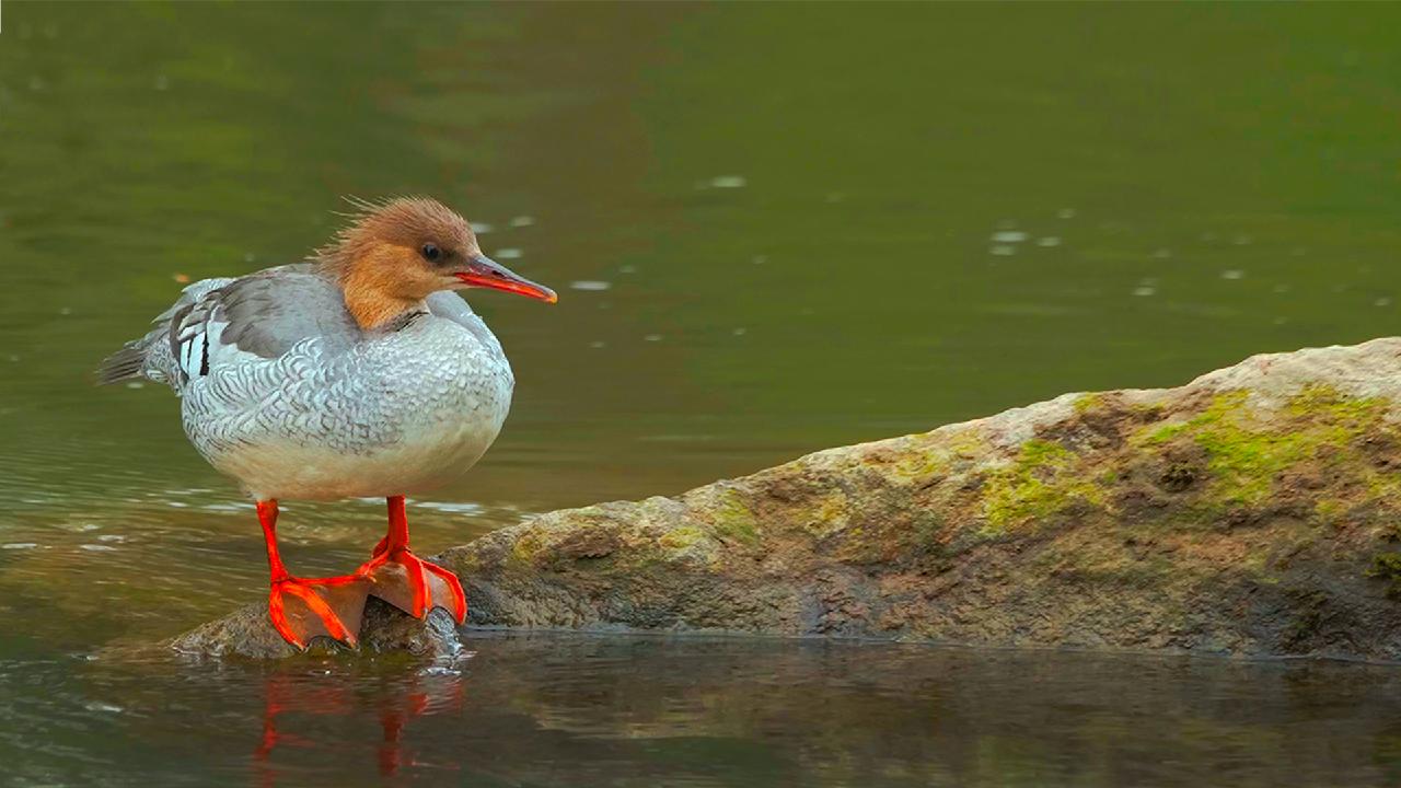 Unexplored Land Episode 1 The 10MillionYearOld Migration CGTN