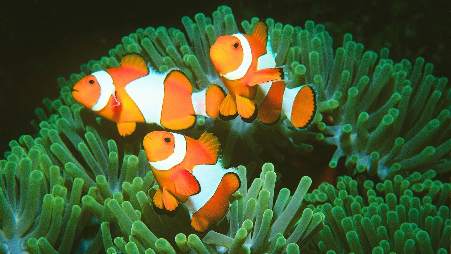 Great Barrier Reef may get 'danger list' UNESCO status - CGTN