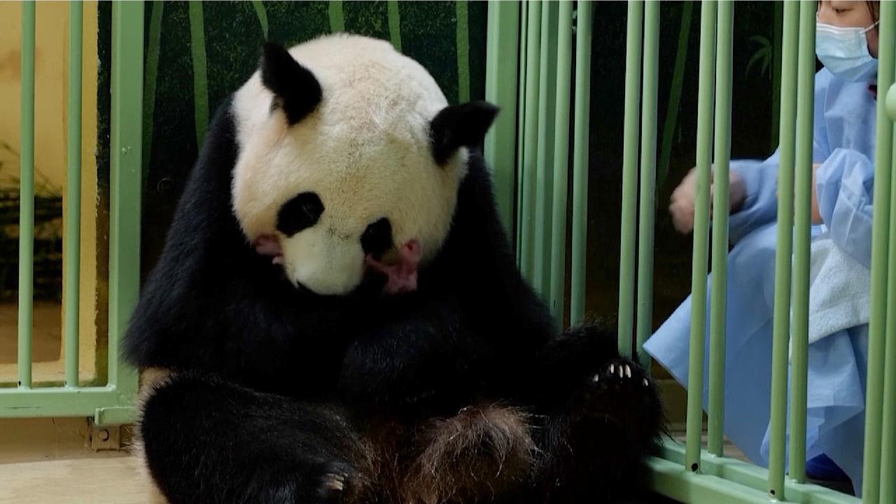 Giant panda gives birth to twin cubs in France - CGTN