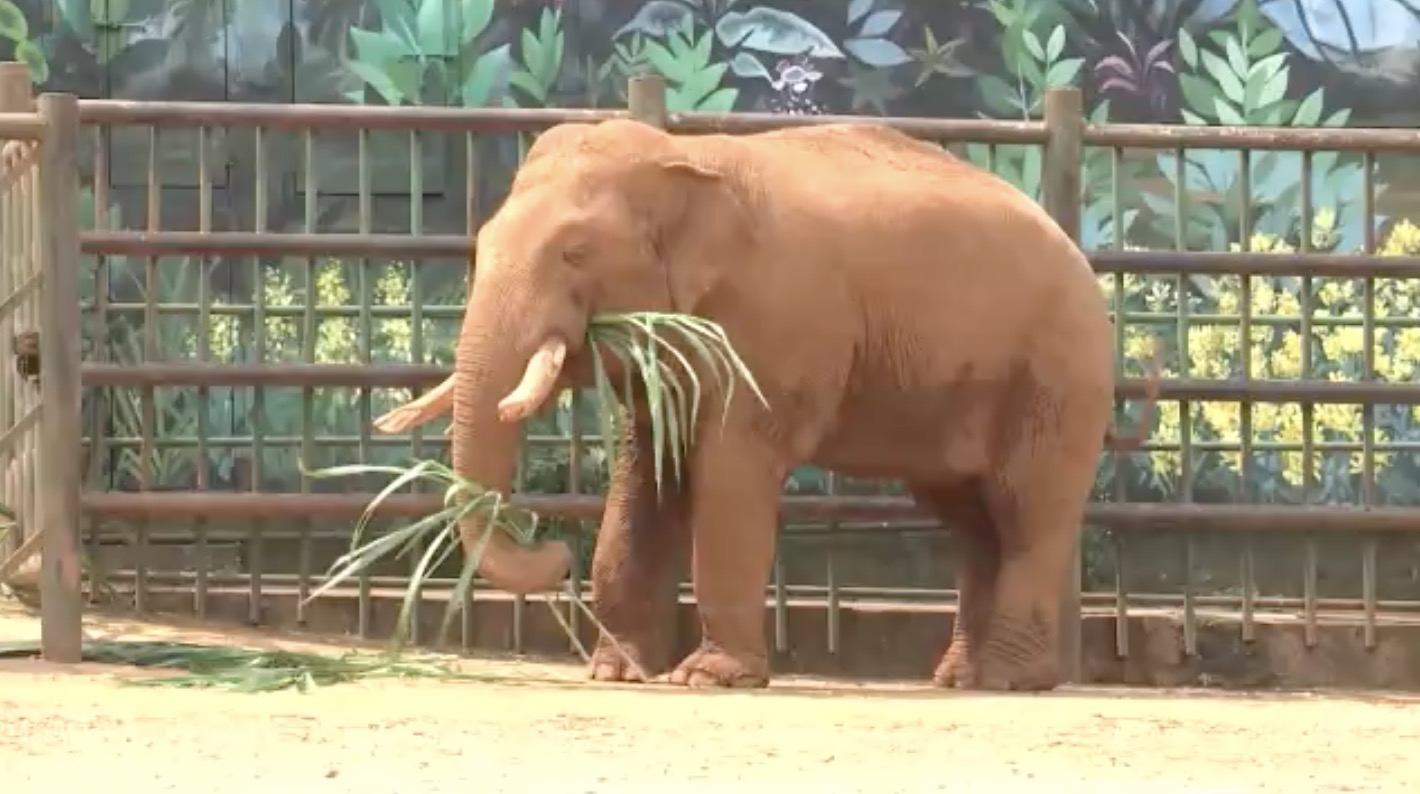 How do you give an elephant a pedicure in Kunming Zoo? - CGTN