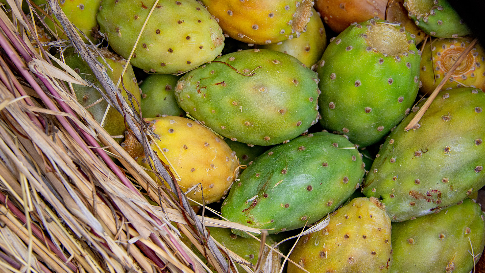 cactus-fruit-sweetens-up-profit-for-farmers-in-sw-china-s-sichuan-cgtn