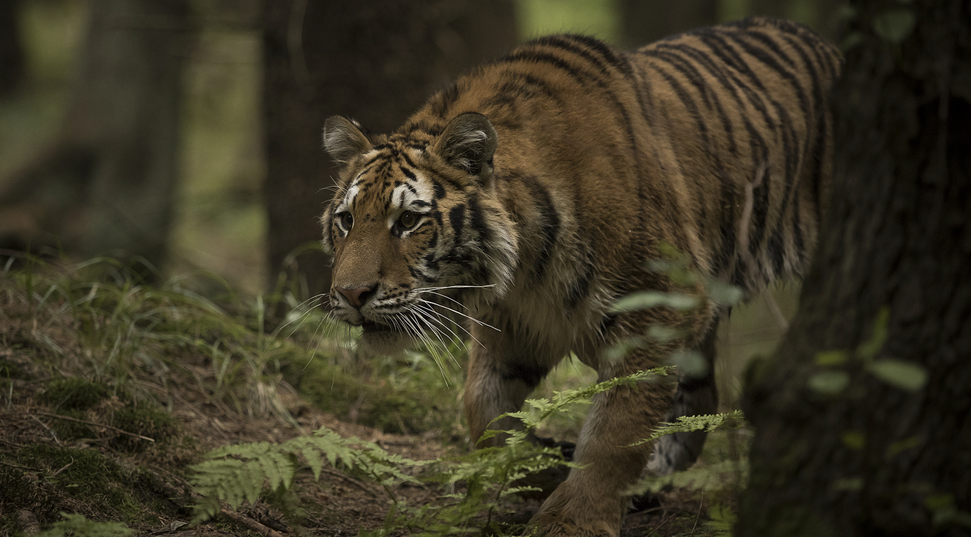stress Elegance Lamme Wild Siberian tiger spotted in NE China national park - CGTN