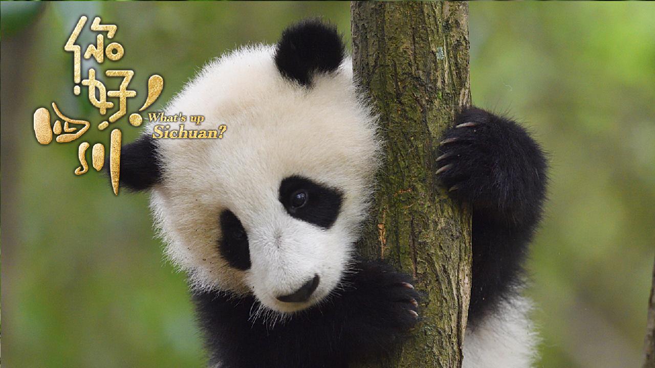 Adorable Moments Of Giant Pandas In Sw China Cgtn