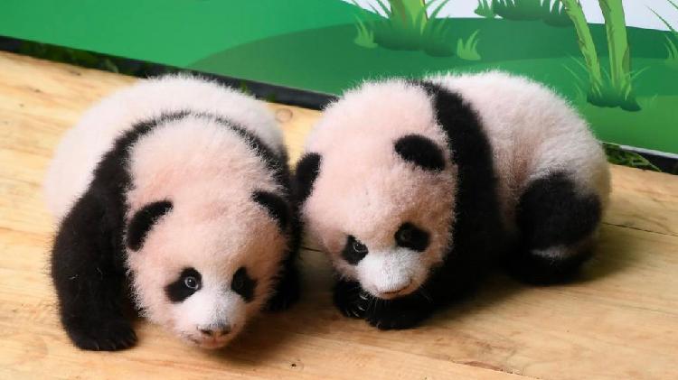 Twin Baby Pandas Make Public Debut 100 Days After Birth In Chongqing - CGTN