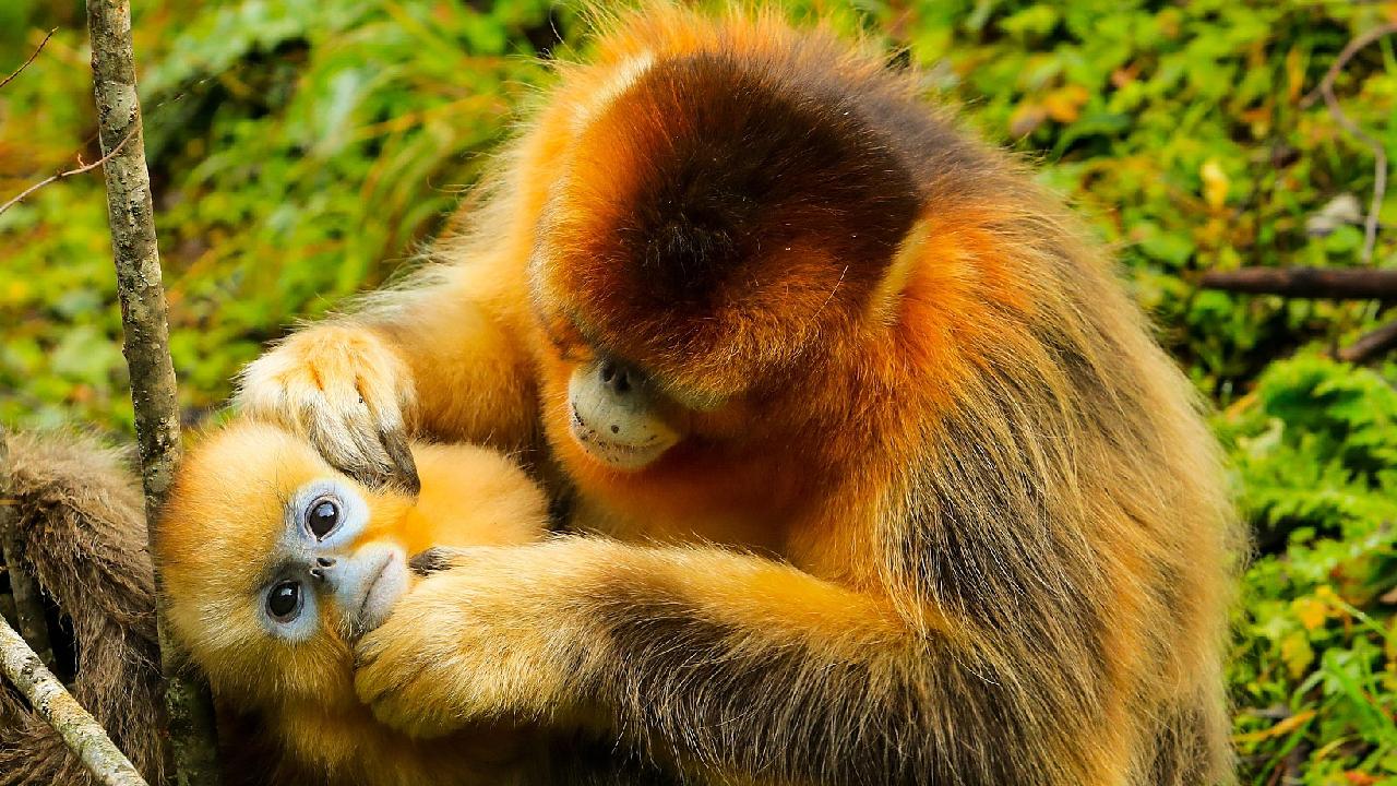 The golden snub-nosed monkey roams the high mountainous forests of  western-central China. It's able to survive below-freezing temperatures by  sleeping clustered together, in the lower forest canopy, with others in its  group.