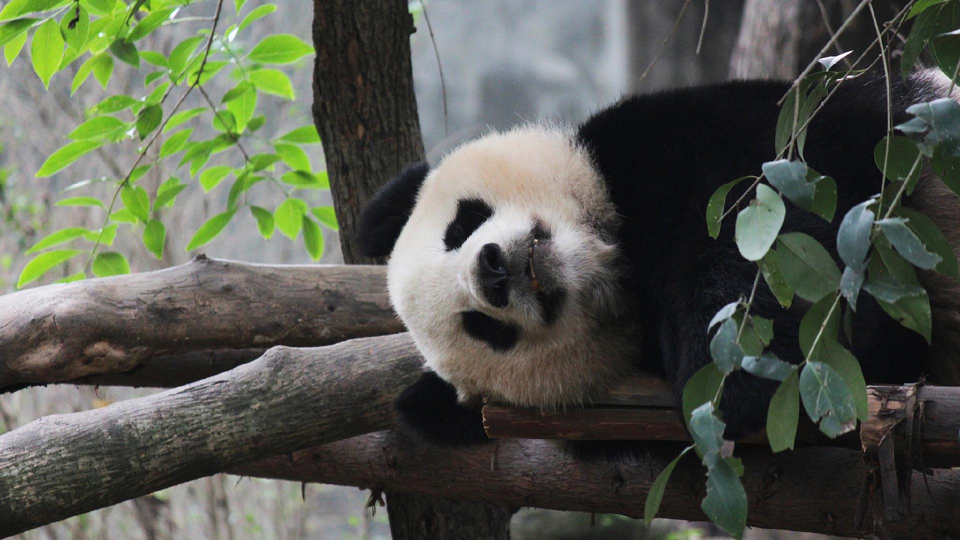 China makes strides in panda protection, biodiversity conservation - CGTN