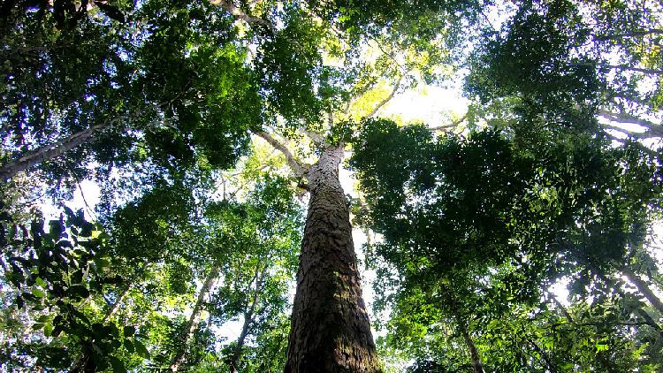 Expert on COP26 pledge to end deforestation by 2030 - CGTN