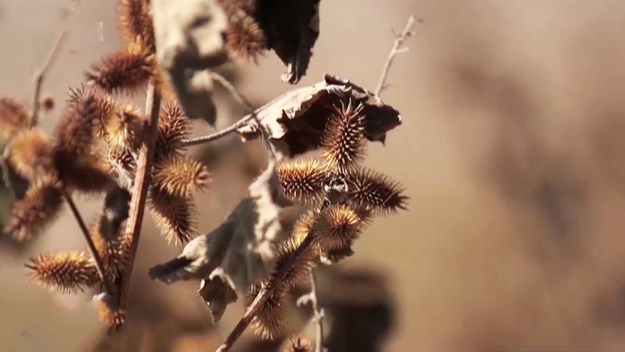 Worst water crisis in Jordan caused by rising temperatures and drought