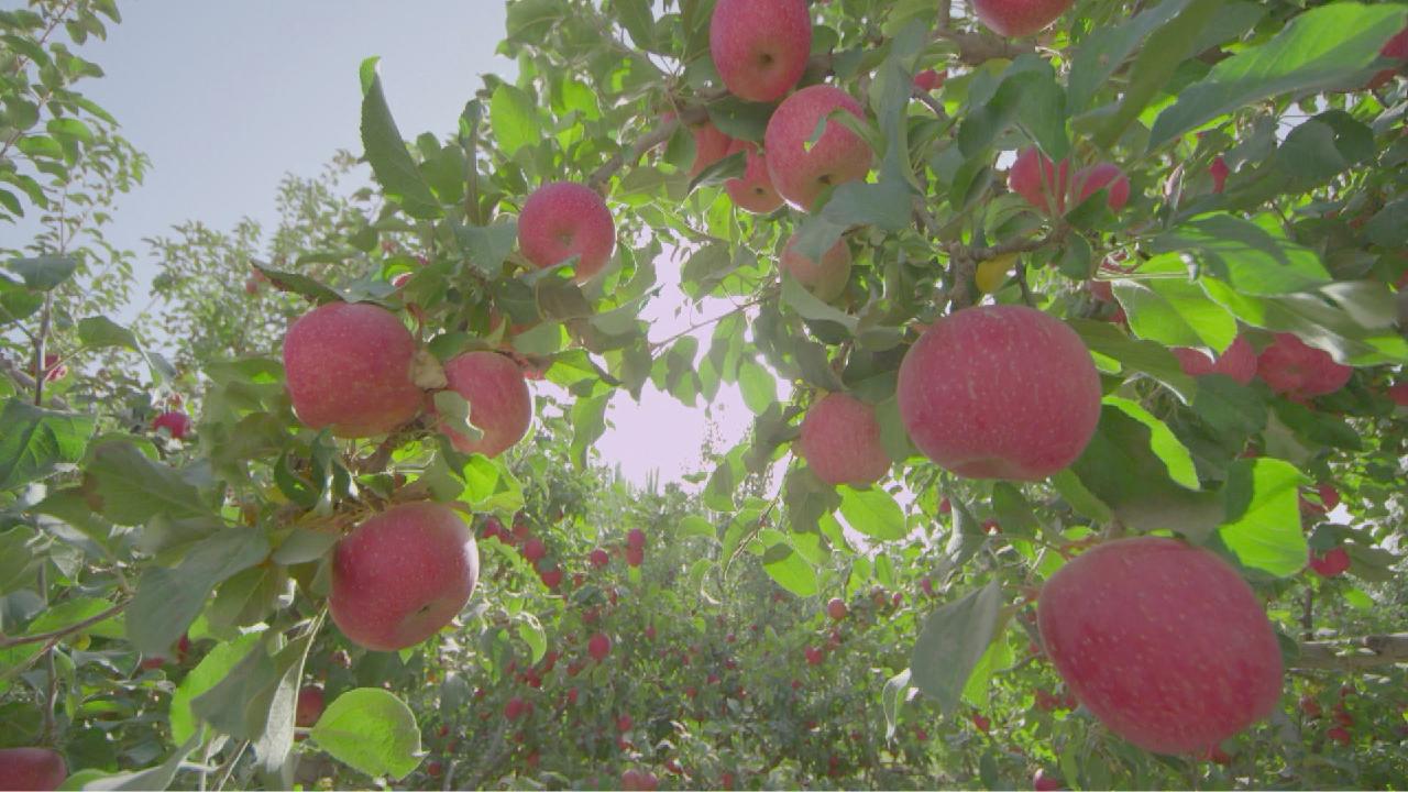 Chinas Xinjiang Aksu Prefecture Sees Best Apple Harvest Season Cgtn