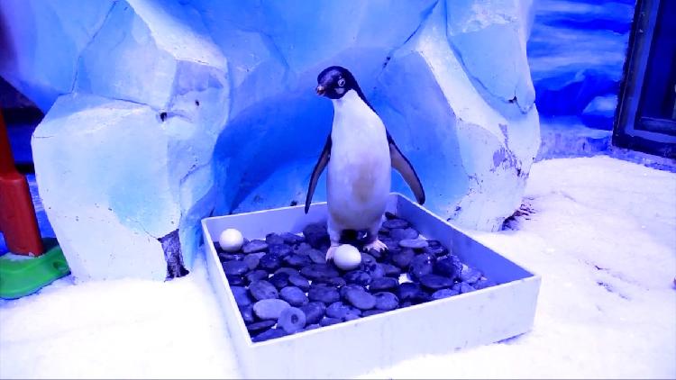 Why do Adelie penguins only incubate their biggest egg? - CGTN