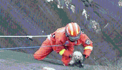 Firefighters rescue dog stranded on cliff in central China - CGTN