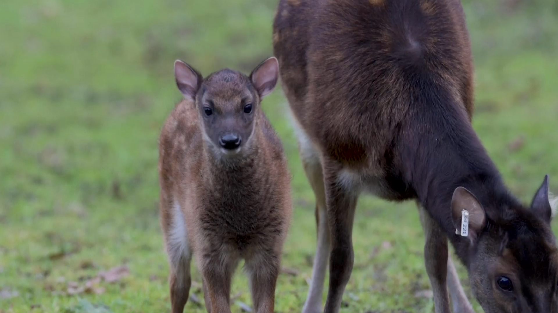 One of world's rarest deer is born in UK zoo - CGTN