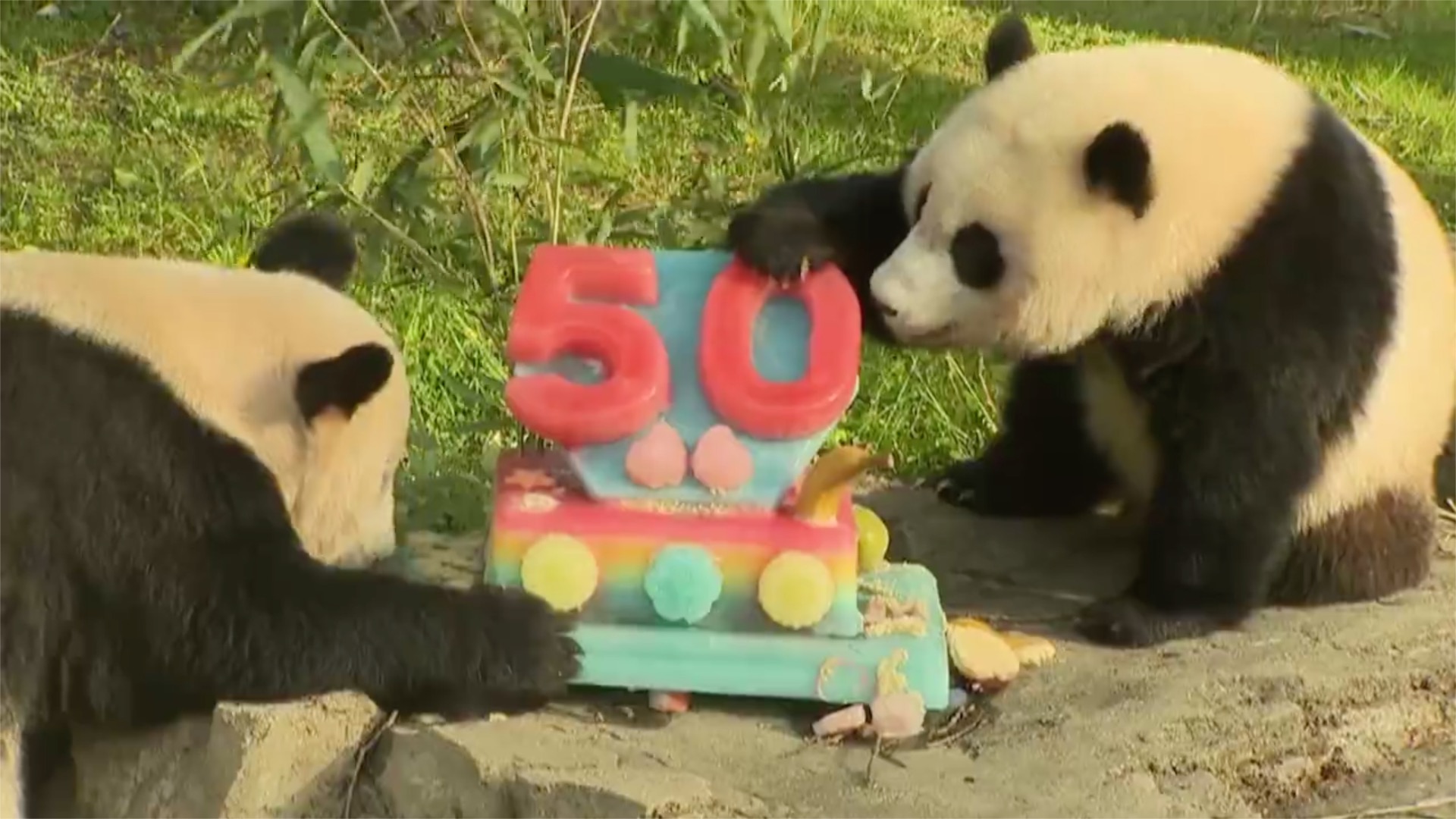 Animals mark 50th anniversary at Smithsonian National Zoo - CGTN Animals mark 50th anniversary at Smithsonian National Zoo - CGTN