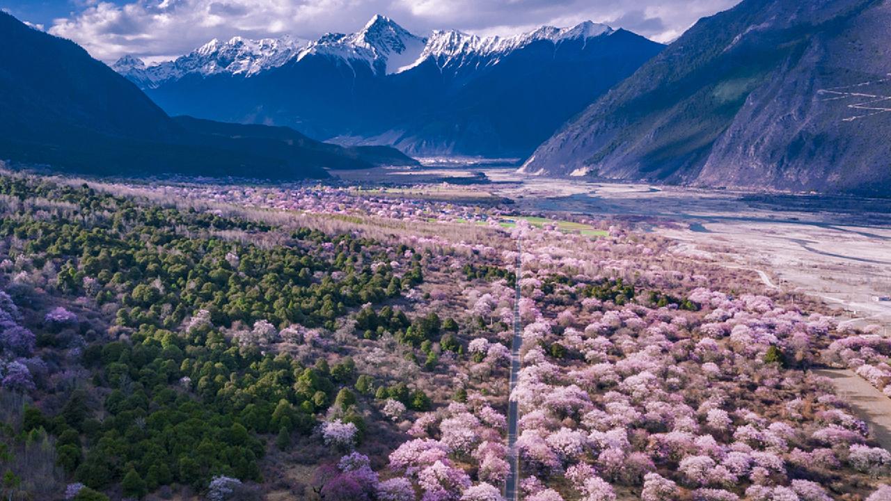 The Colors of Nature: Pink peach flowers in Tibet - CGTN