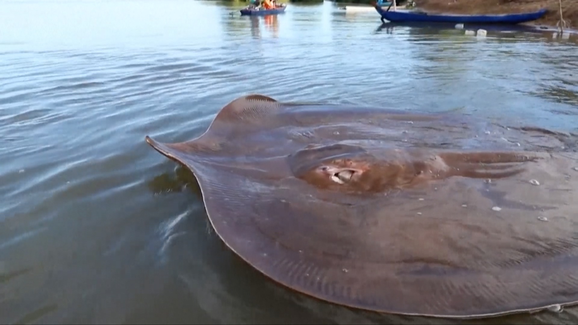 Giant Freshwater Stingray River Safari