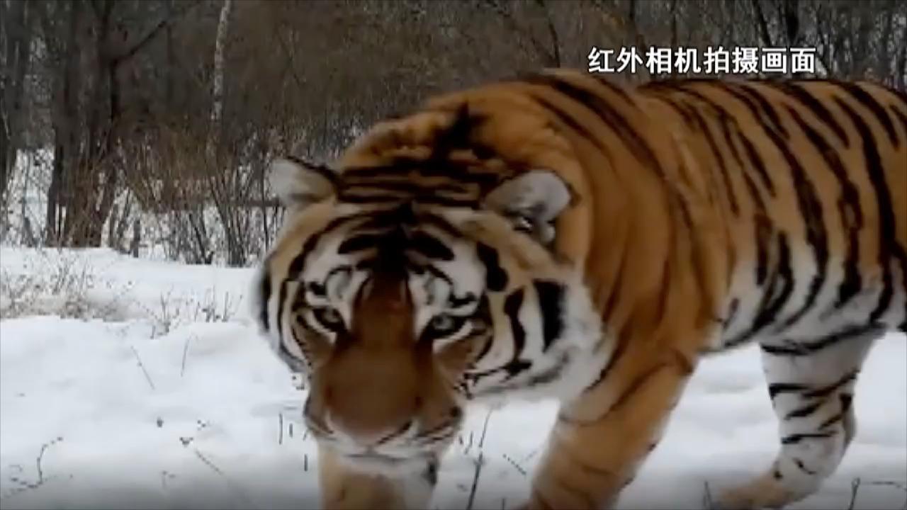 Life - The Siberian Tiger