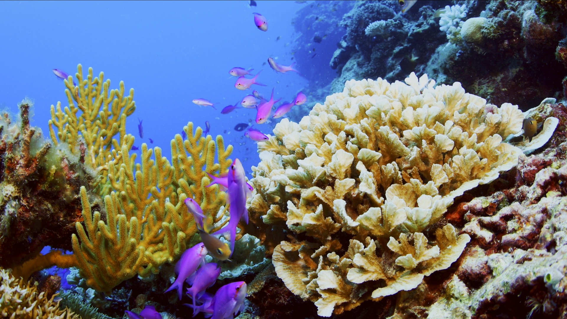 Amazing Sansha Series | Ep. 4: Coral colonies - CGTN