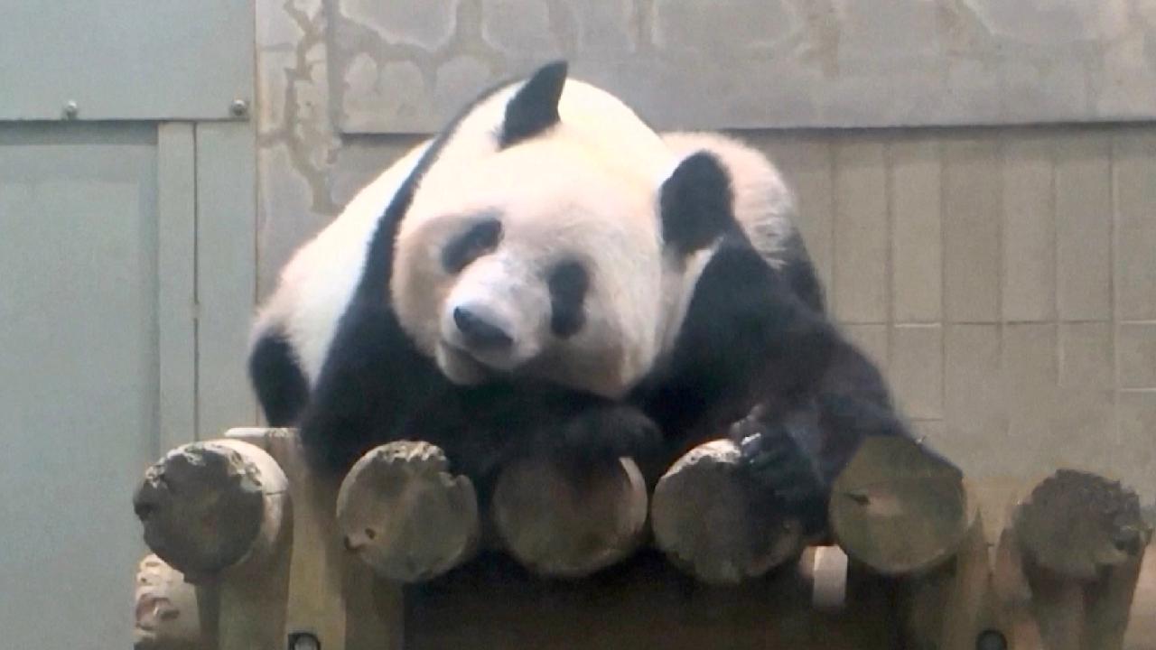 Giant panda Xiang Xiang turns 5 at Tokyo zoo - CGTN