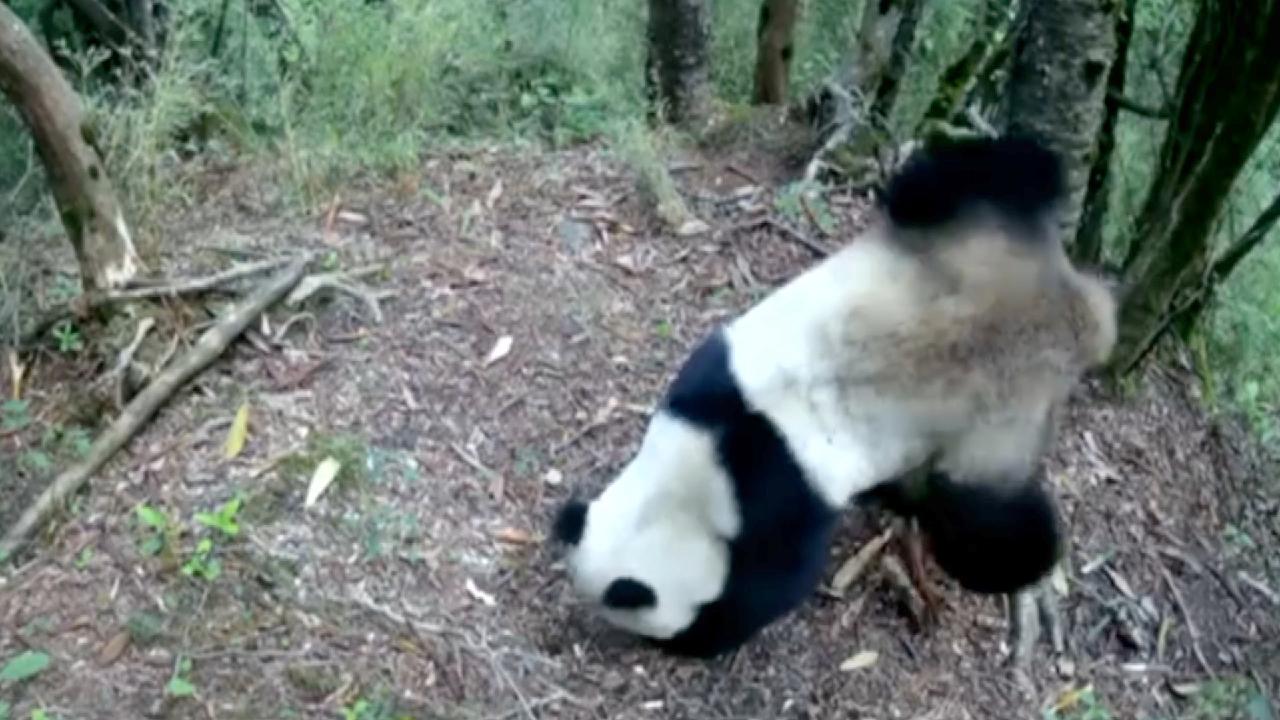 Infrared Camera Captures Wild Giant Pandas In Northern Sichuan Cgtn Infrared Camera Captures Wild Giant Pandas In Northern Sichuan Cgtn