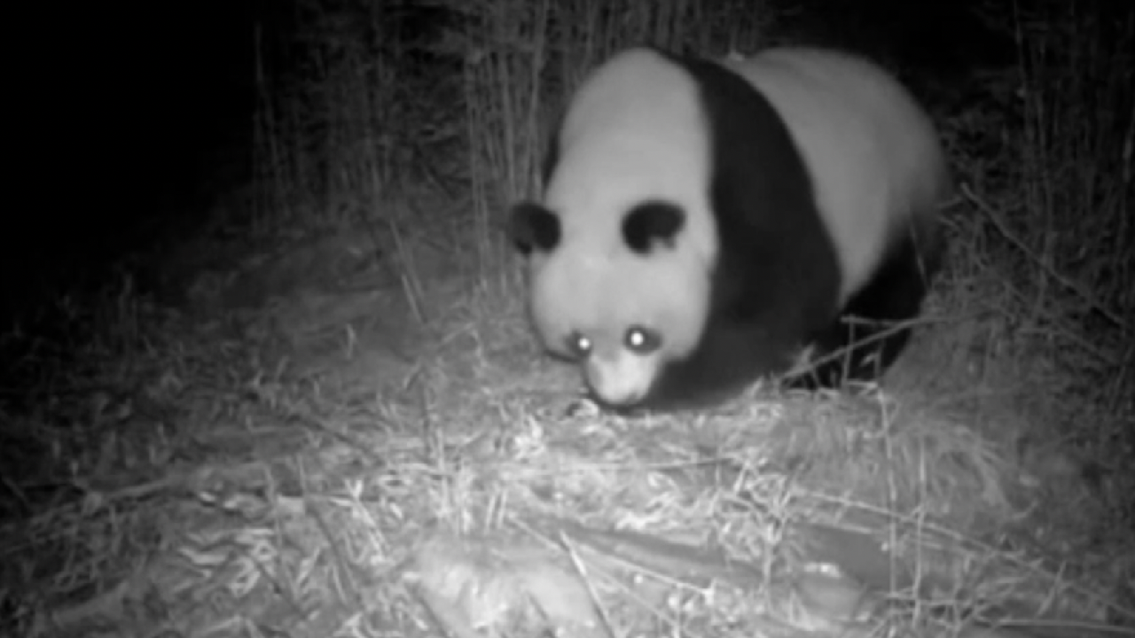 Wild panda spotted by infrared camera in NW China's Gansu Province - CGTN