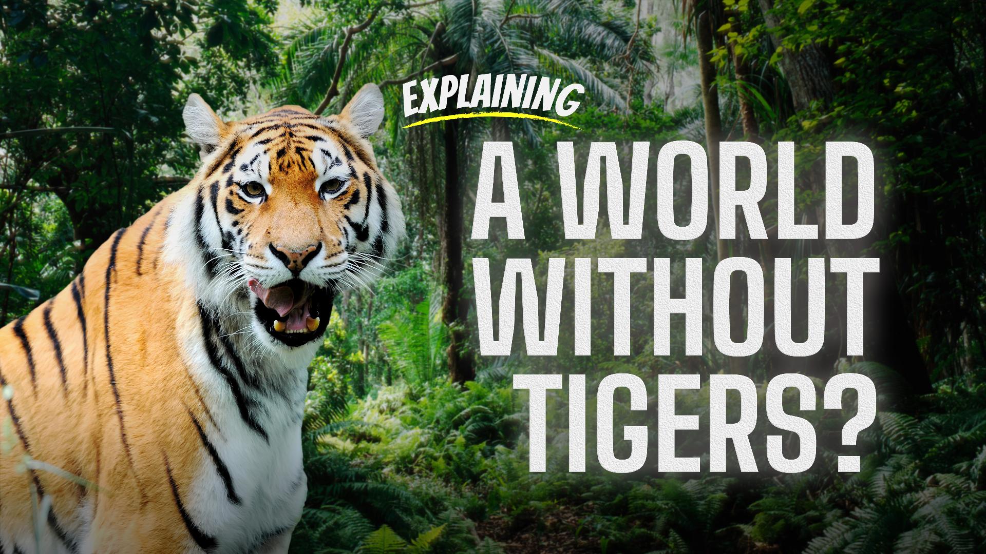 What happens if tigers go extinct? CGTN