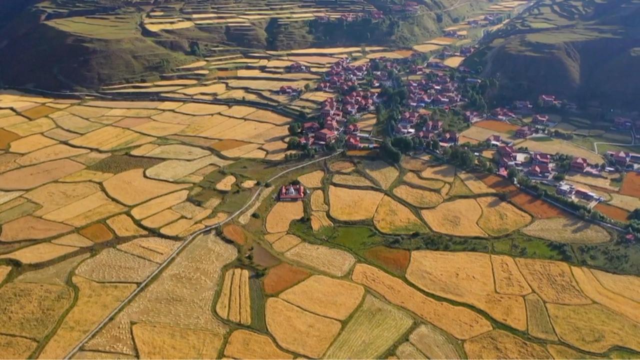 Nature's pastoral painting China's barley harvest season CGTN