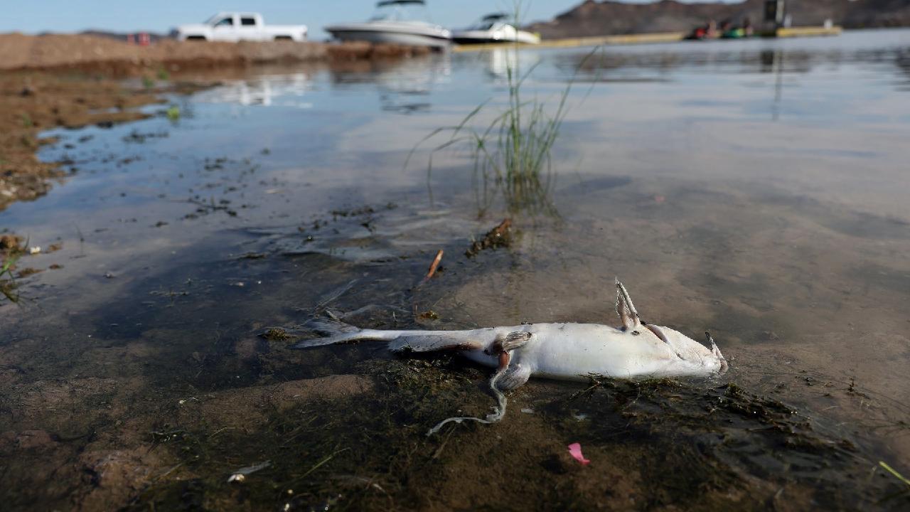 Rivers drying up, millions of residents impacted globally CGTN