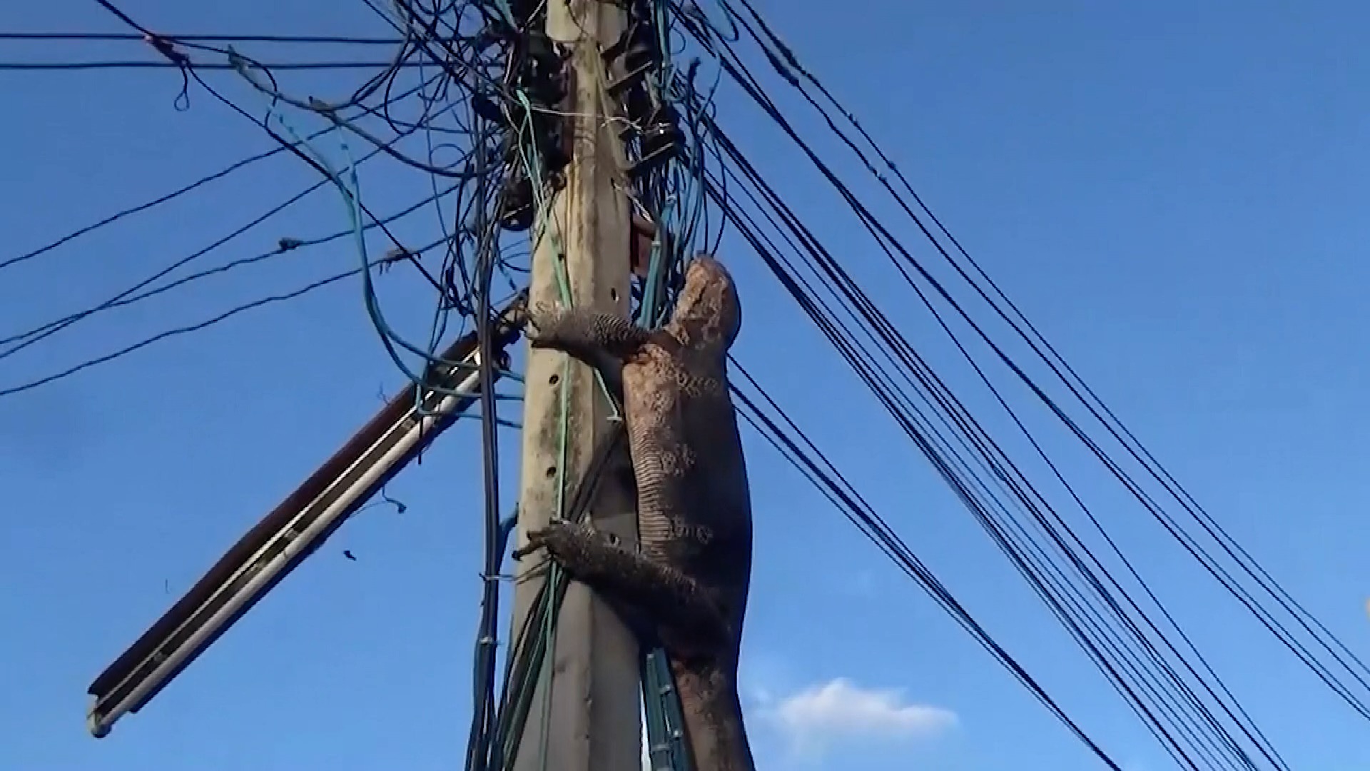 Monitor lizard clambers up electric post after being chased by dogs - CGTN