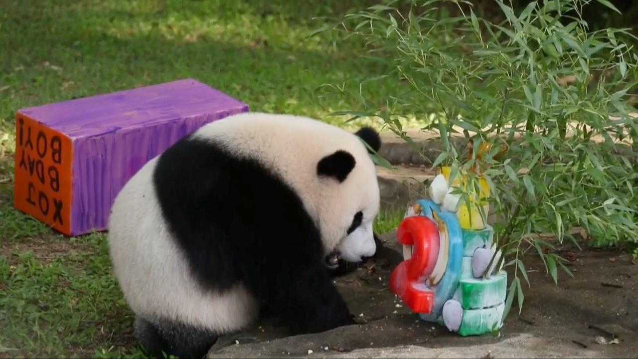 Panda cub Xiao Qi Ji celebrates 2nd birthday in Washington CGTN