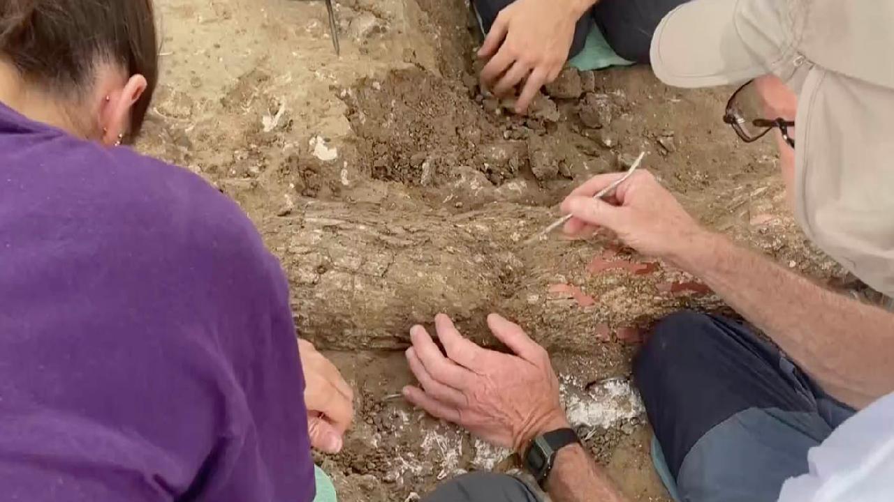 Halfmillionyearold elephant tusk found in Israel CGTN
