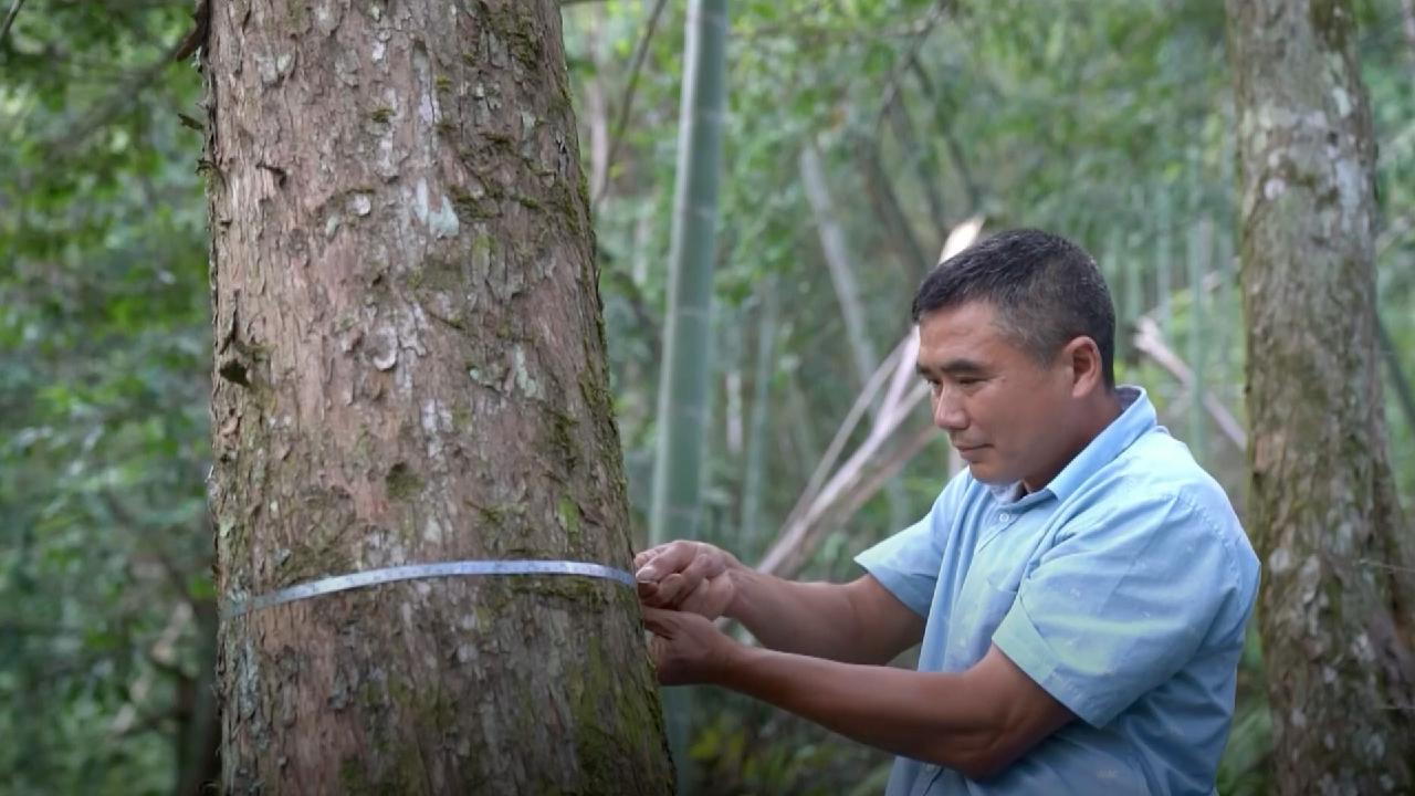 More than 3,000 wild Chinese Yews found in Jiangxi Province CGTN