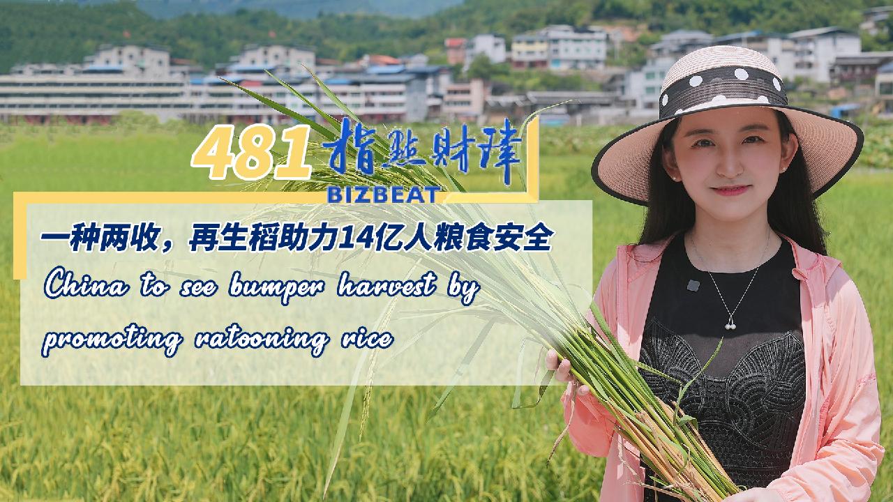 China to see bumper harvest by promoting ratooning rice CGTN