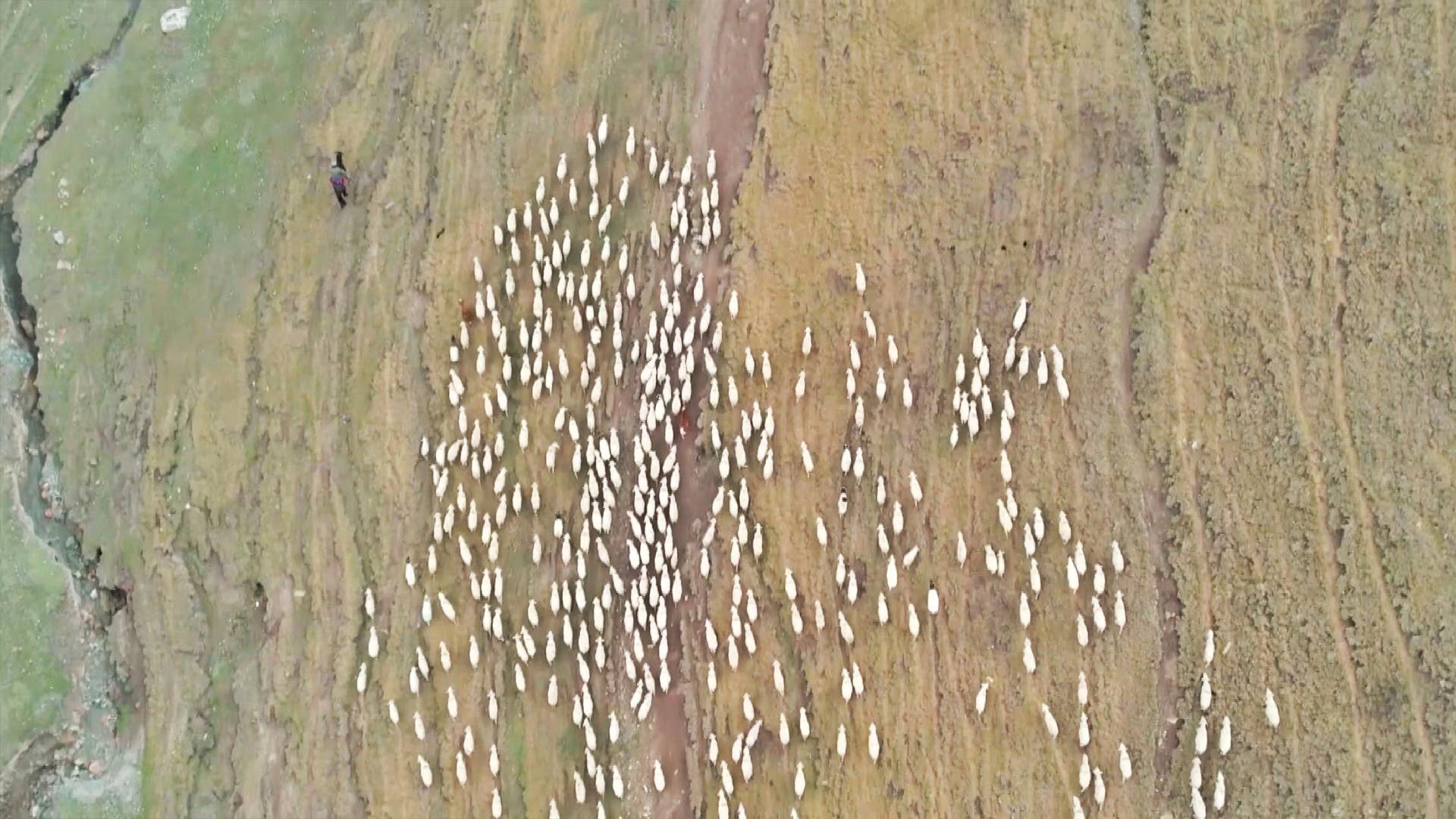 Livestock in Xinjiang transferred to autumn grazing lands CGTN