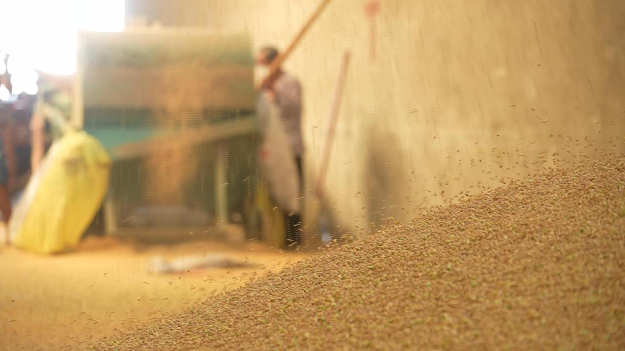 Harvest season in China's tofu town CGTN