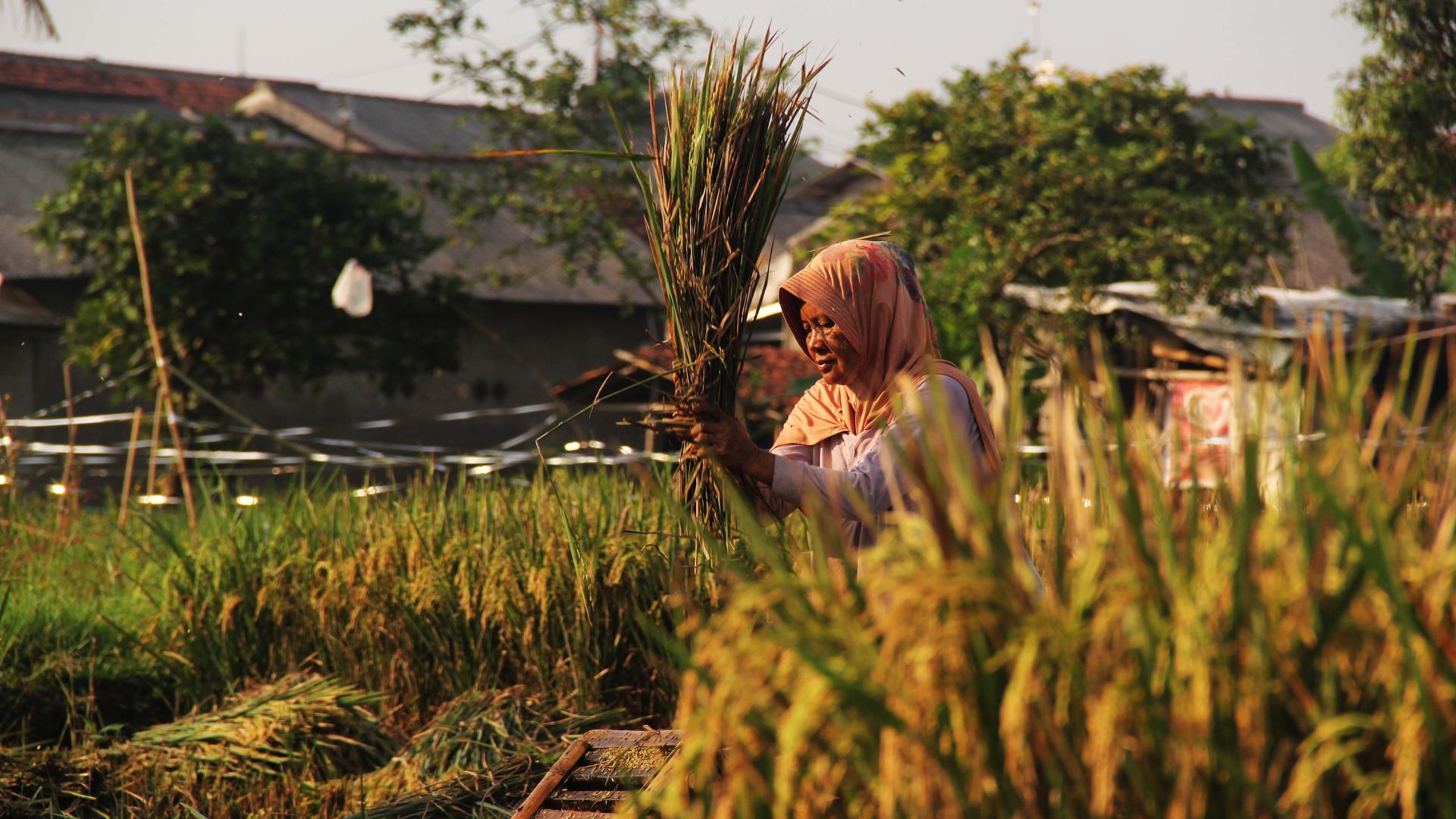 Why fertilizer shortage could be a disaster for developing countries - Vimarsana News