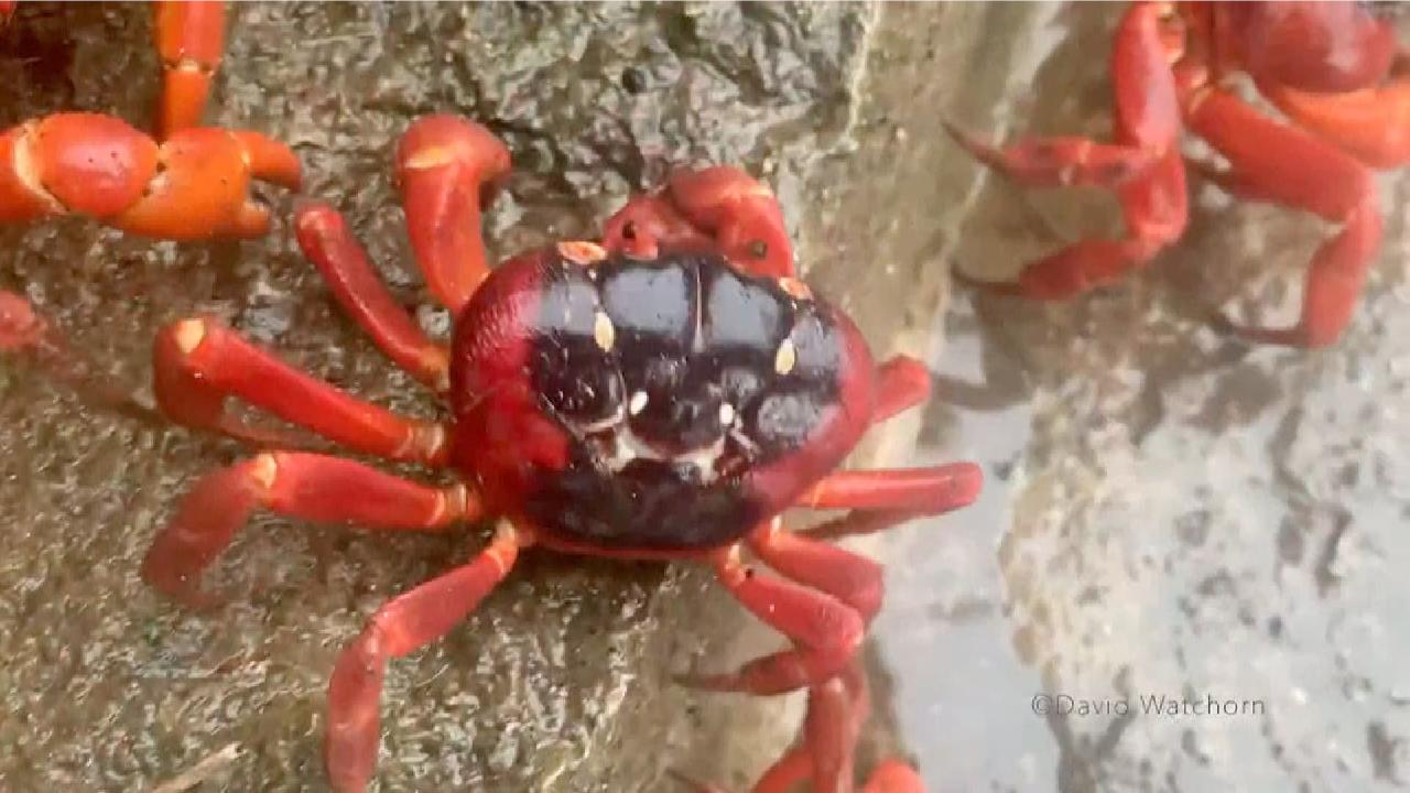 Red crabs begin migration march on Australia's Christmas Island CGTN
