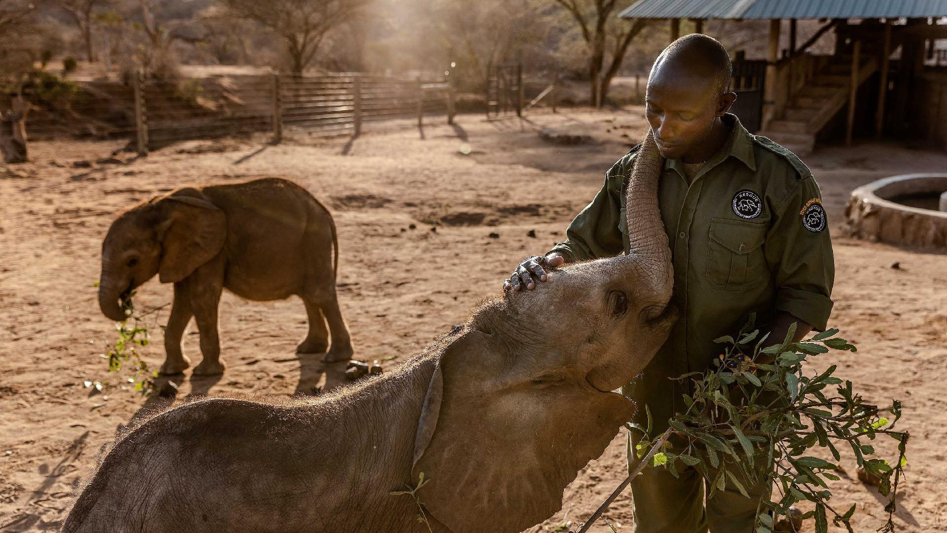 WWF: A generation of elephants died in Kenya drought - CGTN